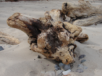Treibholz am Strand
