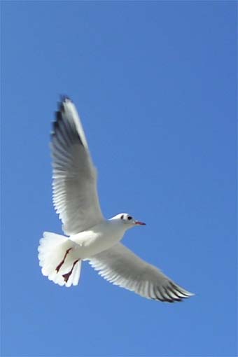 Möve